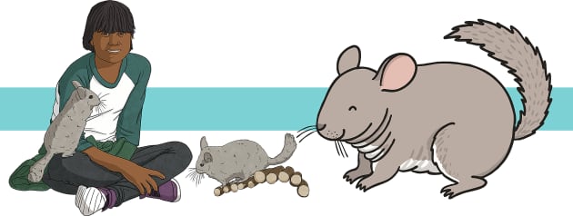 Chinchilla Facts for Kids - Twinkl Homework Help - Twinkl