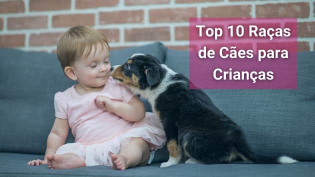 Top 10 Vídeos engraçados de animais: confira! 