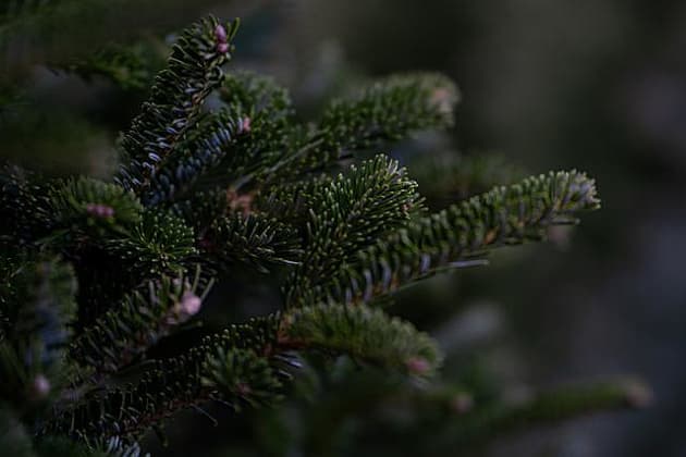 A Plantcare Christmas? Benefits of a Living Christmas Tree