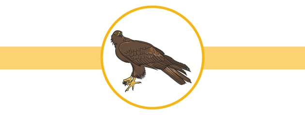 Birds of Prey - Twinkl Homework Help - Twinkl