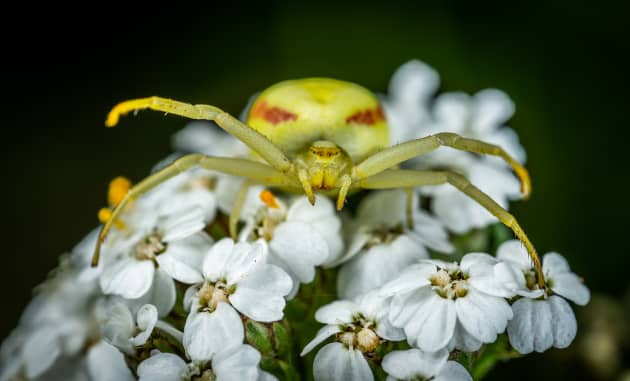 What Types Of UK Spider Are There? - Twinkl