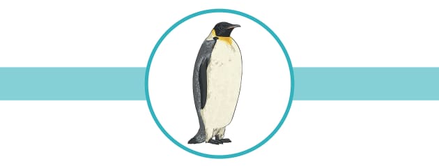 Little Blue Penguin Facts: Lesson for Kids - Video & Lesson