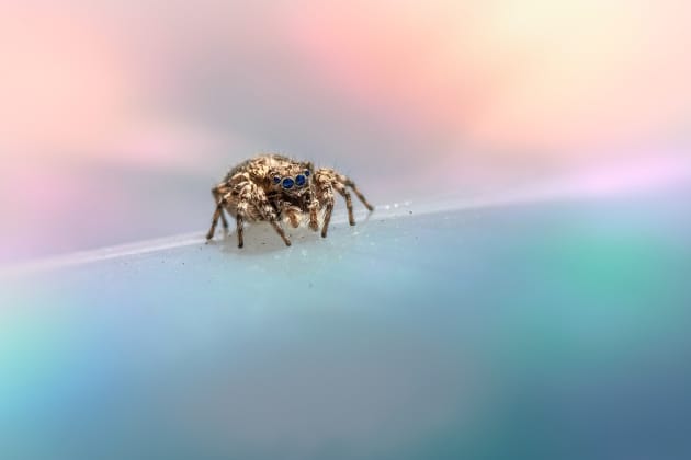 What Types Of UK Spider Are There? - Twinkl