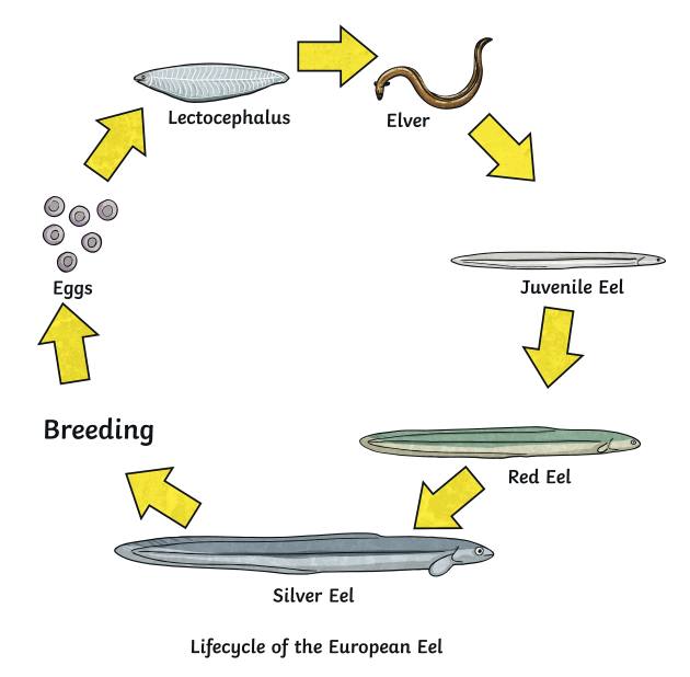 mammal life cycle diagram