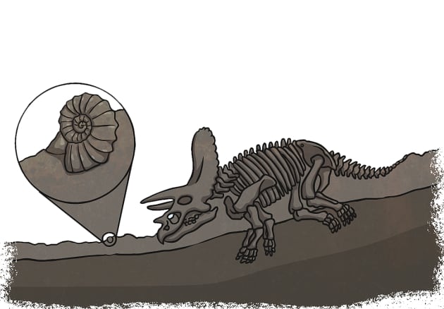 How Are Fossils Formed? - Twinkl Homework Help - Twinkl