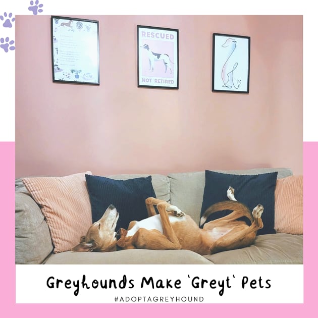 Greyhounds Make 'Greyt' Pets Twinkl
