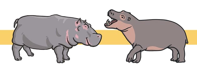 Hippopotamus Facts for Kids - Twinkl Homework Help - Twinkl