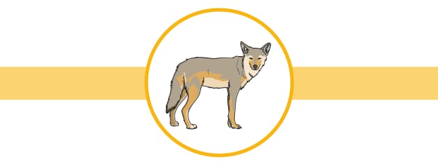 Coyote Fact Sheet