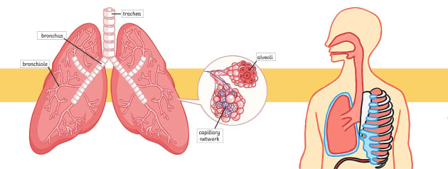 what is a lung homework help