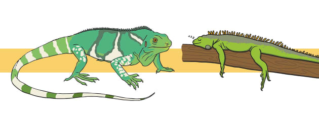 Có bao giờ bạn nghe nói về iguana? Đây là một loài thú thú vị với chiếc đuôi dài và bộ lông xanh lá cây rực rỡ. Bức ảnh của iguana sẽ khiến bạn khám phá một thế giới mới thú vị!