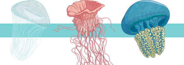 jellyfish diagram for kids