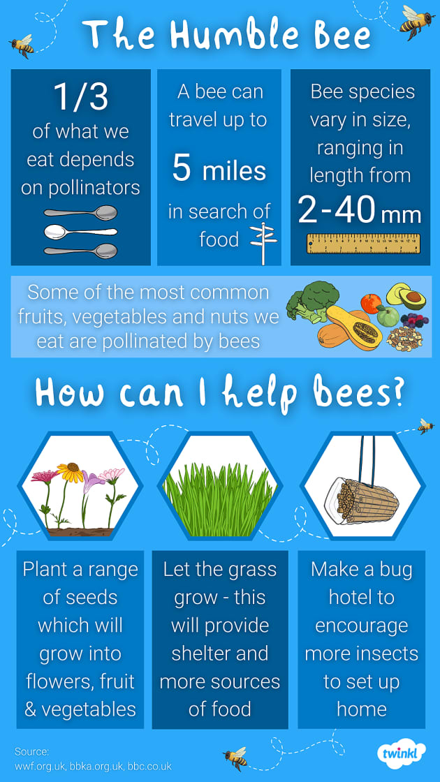 Why are Bees Important?