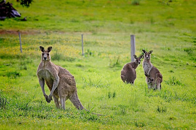 Kangaroo Facts For Kids Twinkl Science Homework Help Guide Twinkl Kangaroo Facts For Kids Twinkl Science Homework Help Guide Twinkl