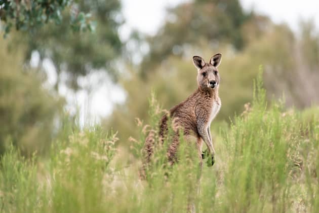 Kangaroo Facts For Kids Twinkl Science Homework Help Guide Twinkl 