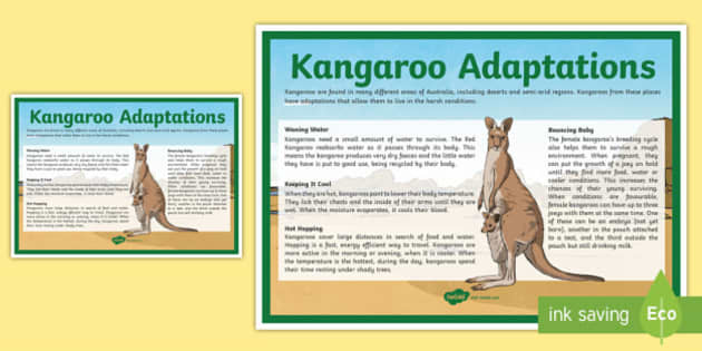 Kangaroos have belly pouches to - 3D Lifestyle Pakistan