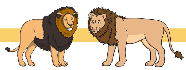 Lion Facts for Kids - Twinkl Homework Help - Twinkl