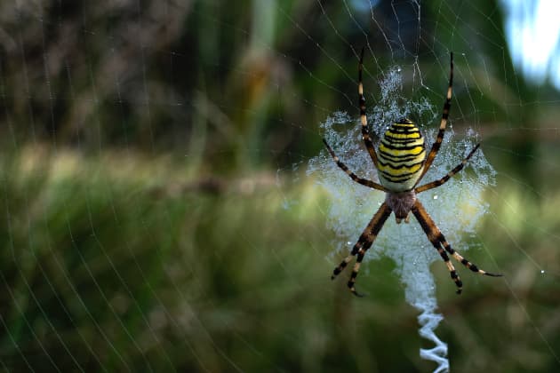 What Types Of UK Spider Are There? - Twinkl