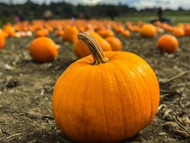 20 Ways to Use Leftover Pumpkin