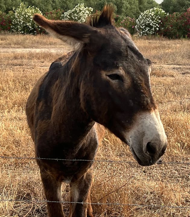 Fundo U S Burros Em Perigo Fundo, Imagem De Burro Em Miniatura