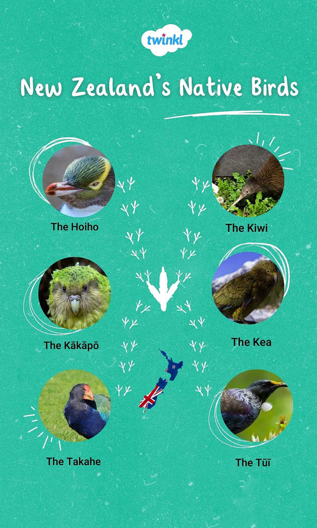 Celebrating World Wildlife Day: Saving New Zealand’s Native Birds