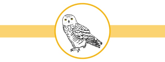 Birds of Prey - Twinkl Homework Help - Twinkl