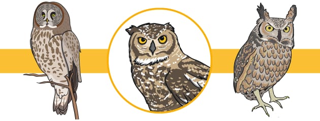 owl habitat facts