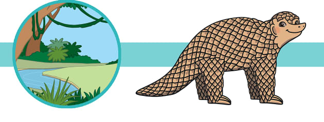 Pangolin Facts for Kids - Twinkl Homework Help - Twinkl