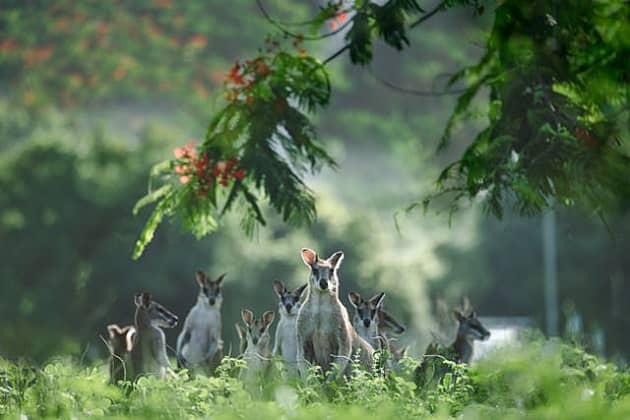 10 INTERESTING FACTS ABOUT AUSTRALIAN WILDLIFE visual data 7