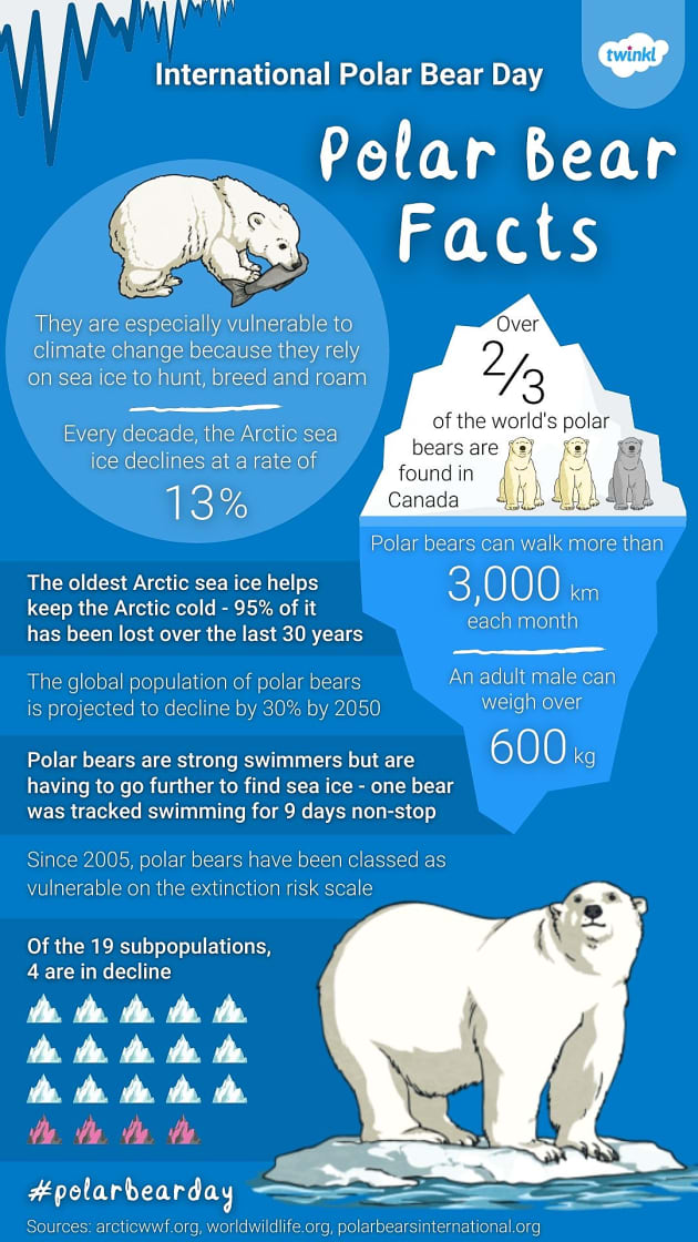 International Polar Bear Day Twinkl