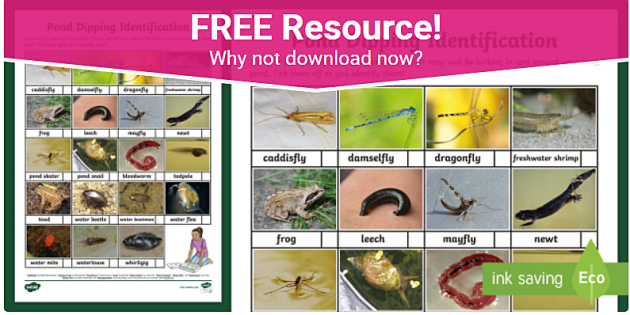 Details about   Pond Dipping Nets FREE Pond Life Spotter Sheets 