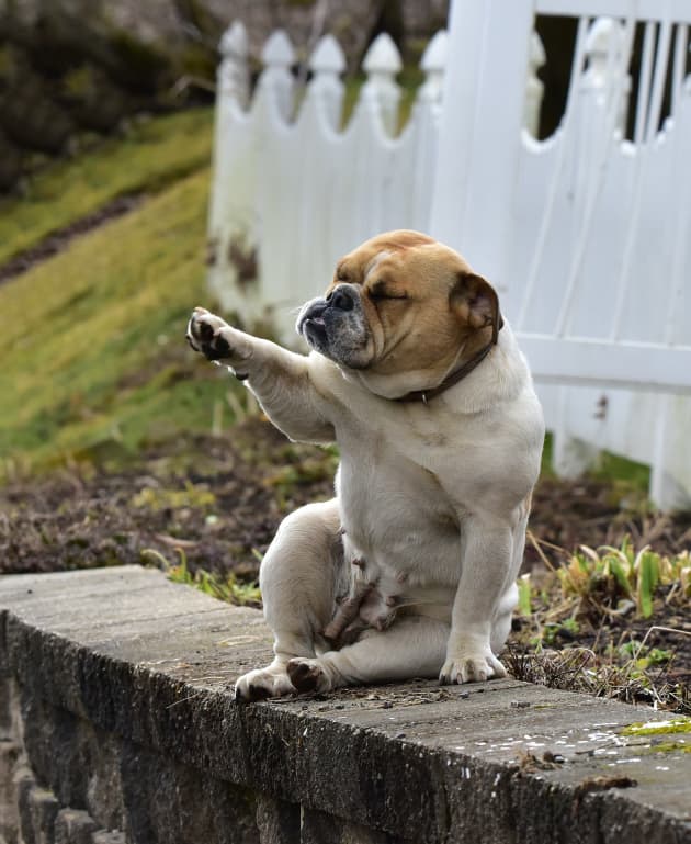 Specialized canine auditory gear developed to protect military dogs from  hearing loss