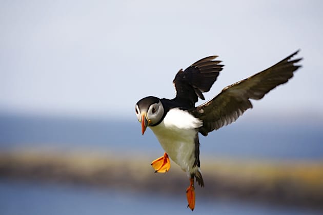 Puffin Facts for Kids - Twinkl Homework Help - Twinkl