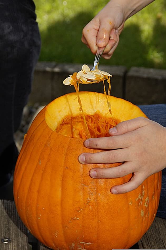 How To Grow Pumpkins for your JackoLantern Halloween Activity