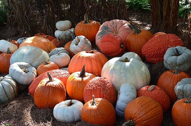 How To: Grow Pumpkins for your Jack-o-Lantern | Halloween Activity ...