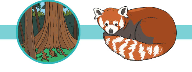 Red Panda Facts For Kids Twinkl Homework Help