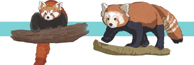 Red Panda Facts For Kids Twinkl Homework Help