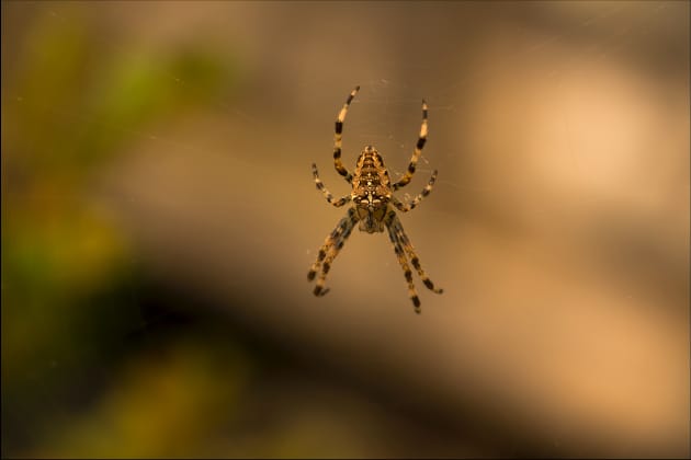 What Types Of UK Spider Are There? - Twinkl