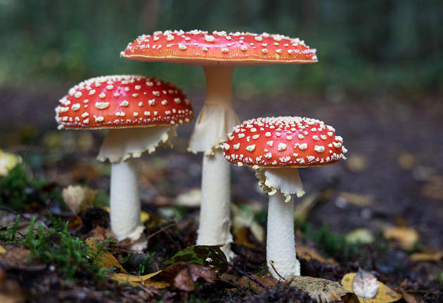 Common Types of Mushrooms Twinkl Common Types of Mushrooms Twinkl