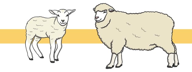 Sheep Facts for Kids - Twinkl Homework Help - Twinkl