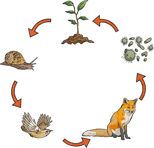 animal ecosystem cycle