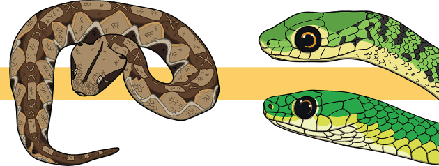 Snake facts  World Animal Protection