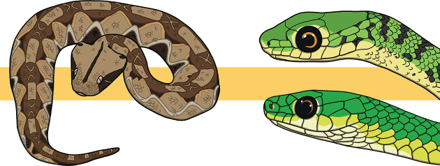 Facts About Snakes, Snake Facts for Kids