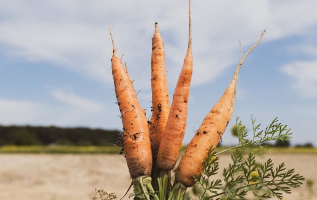 Our Top 5 Garden Plants to Grow in Spring, Spring Flower, Vegetables for