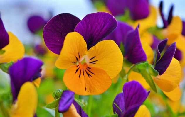Our Top 5 Garden Plants to Grow in Spring, Spring Flower, Vegetables for