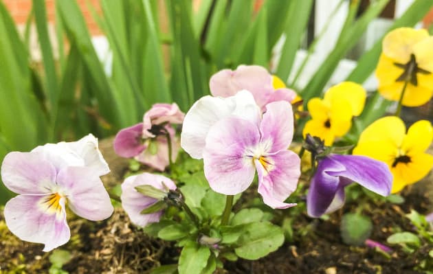 Our Top 5 Garden Plants to Grow in Spring, Spring Flower, Vegetables for