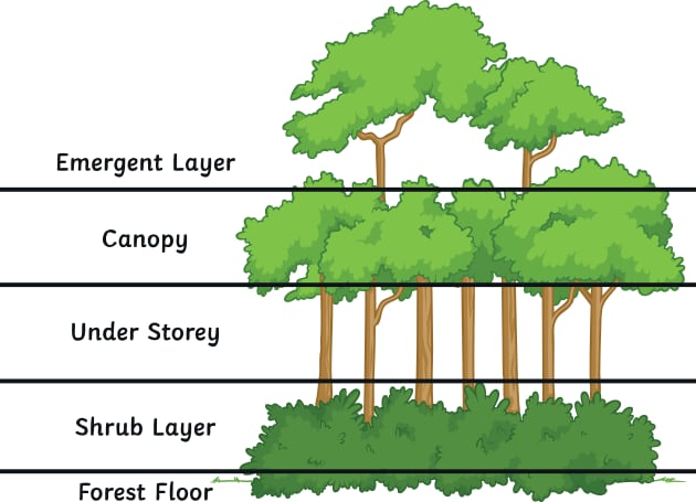 What Are the Main Features of the Rainforest? - Twinkl Homework Help