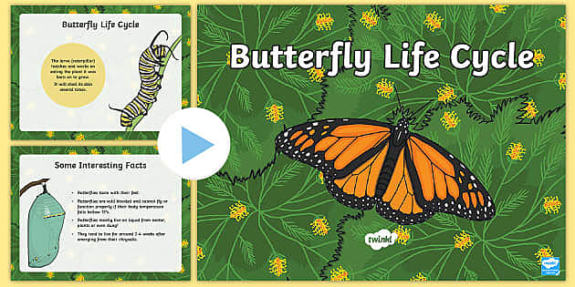 10 Interesting Facts About Butterflies | Twinkl Blog