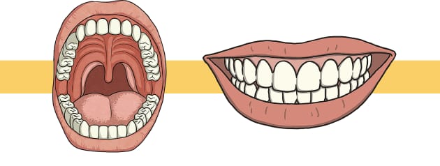Top 10 Teeth Facts for Kids - Twinkl Homework Help - Twinkl