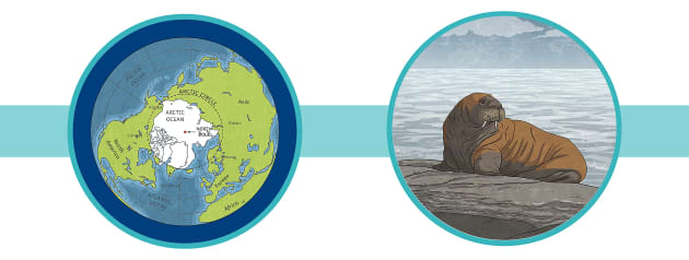 The Arctic Ocean Facts - Twinkl Homework Help - Twinkl