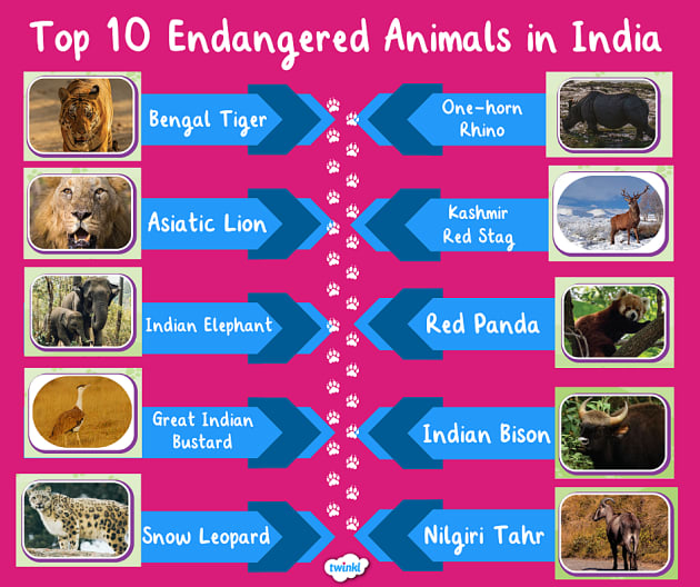 List of Top 10 Endangered Animals in India 2024 Twinkl